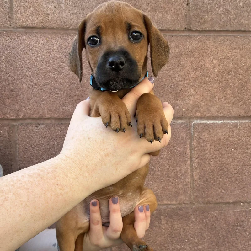 A baby medium-sized female Mixed Breed dog named Pony for adoption in Henderson, NV