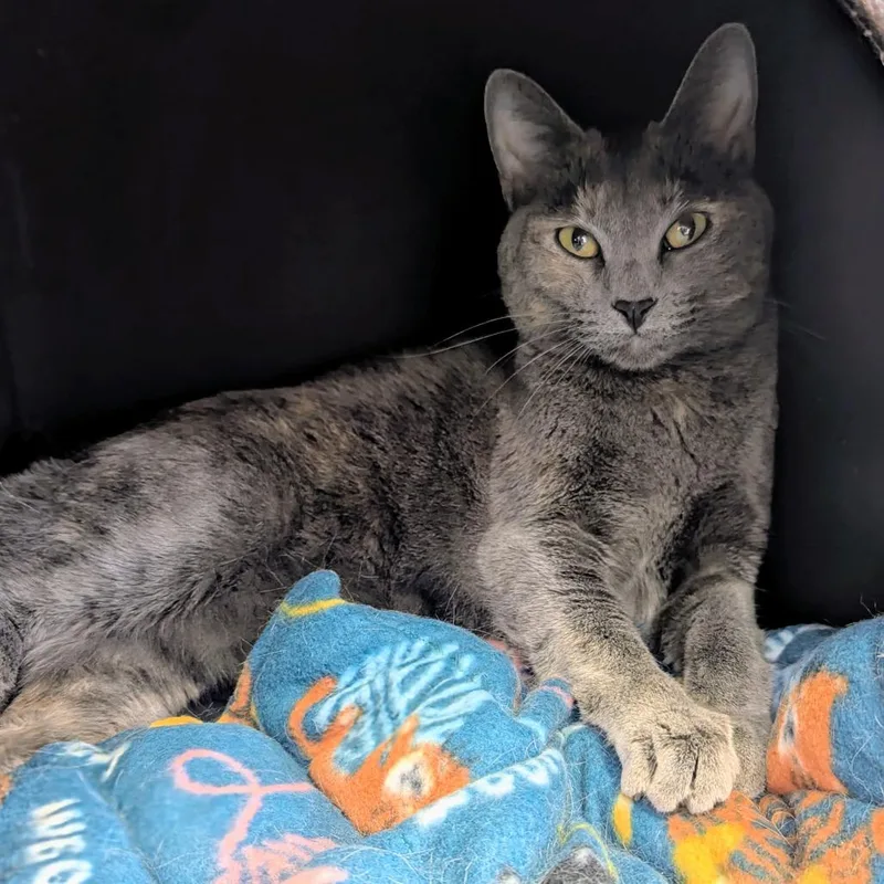An adult large-sized female Tortoiseshell Domestic Short Hair cat named Dutchess for adoption in Springfield, IL