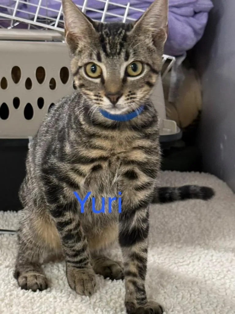A baby small-sized male Domestic Short Hair cat named Yuri for adoption in Saint Francisville, LA