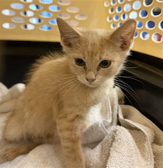 A baby small-sized male Domestic Short Hair cat named Cheeto Puff for adoption in Conroe, TX