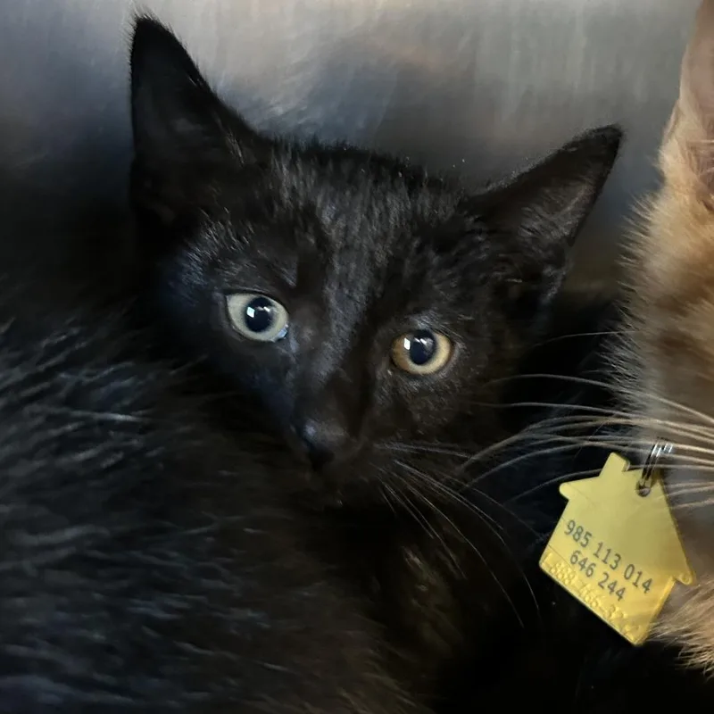 A baby small-sized male Black Domestic Short Hair cat named Hot Cider for adoption in Springfield, MA