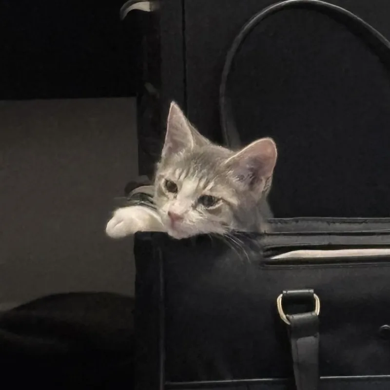 A baby small-sized female Domestic Short Hair cat named Lettuce for adoption in Cumming, GA