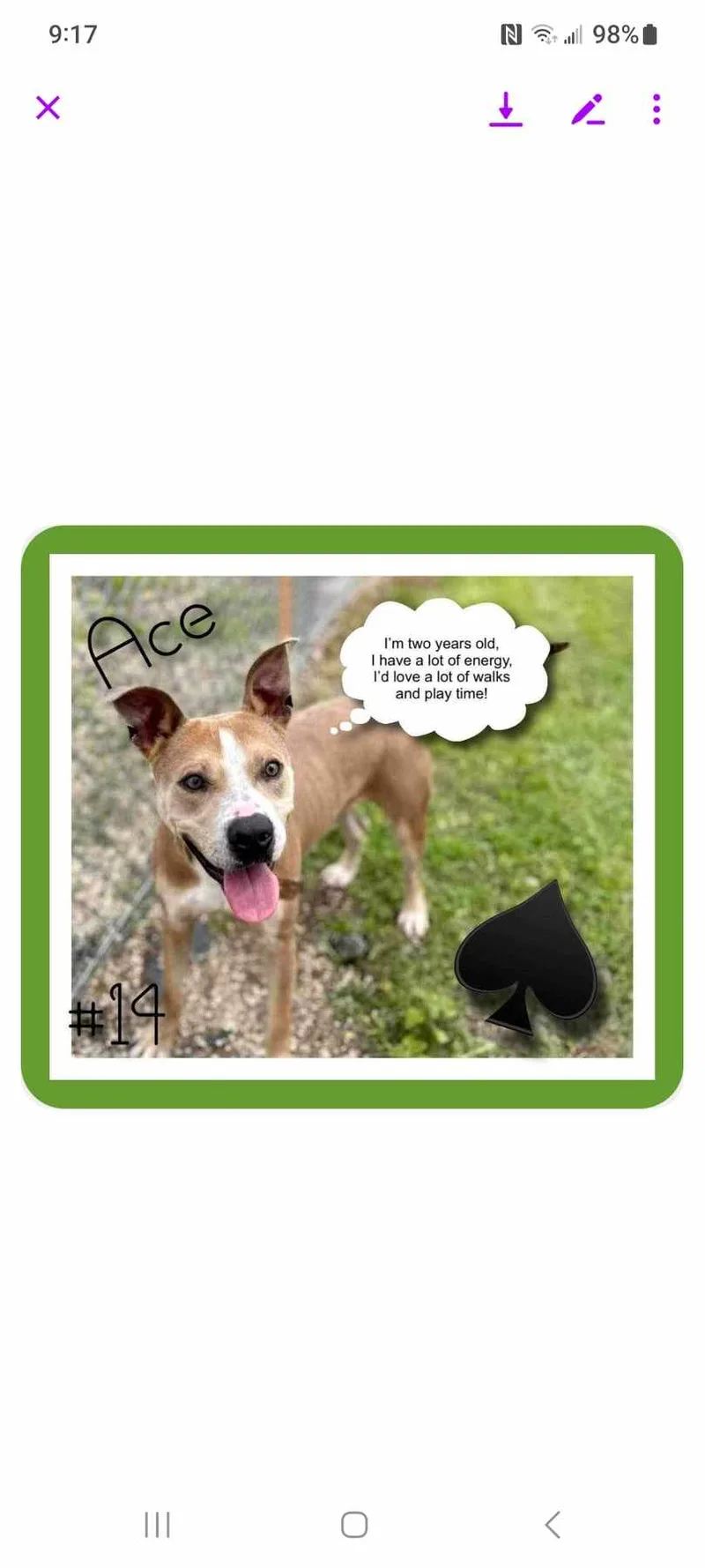 A young medium-sized male Terrier dog named Ace for adoption in Ville platte, LA