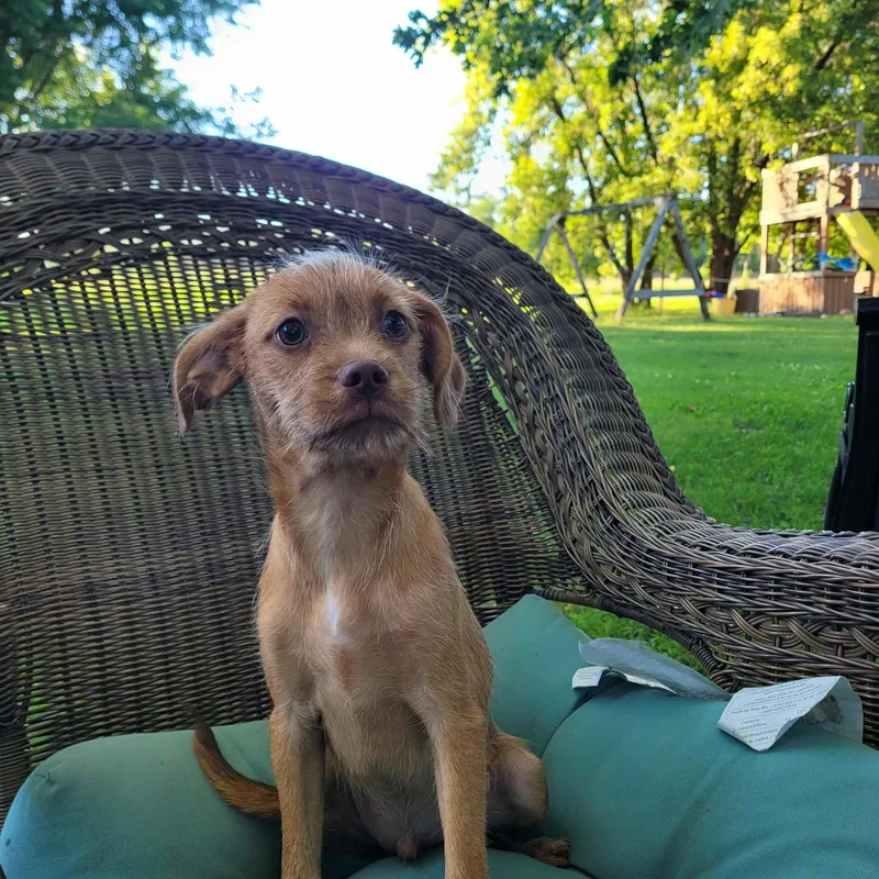 A baby small-sized male Schnauzer dog named Gizzard for adoption in New London, WI