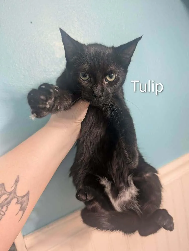 Tulip