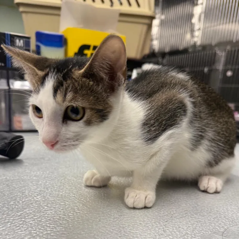 A baby small-sized male Brown / Chocolate Domestic Short Hair cat named Popoki for adoption in Spokane, WA