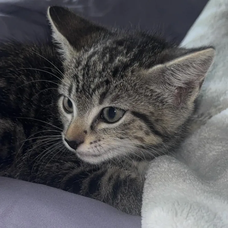 Mochi thumbnail 3