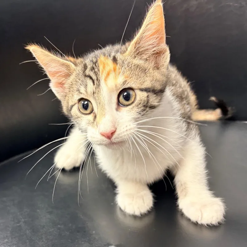 A baby small-sized female Torbie Domestic Short Hair cat named Shelly for adoption in Belleville, IL