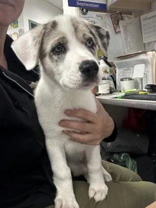 A baby small-sized female Pit Bull Terrier dog named Billie for adoption in Oakland, CA