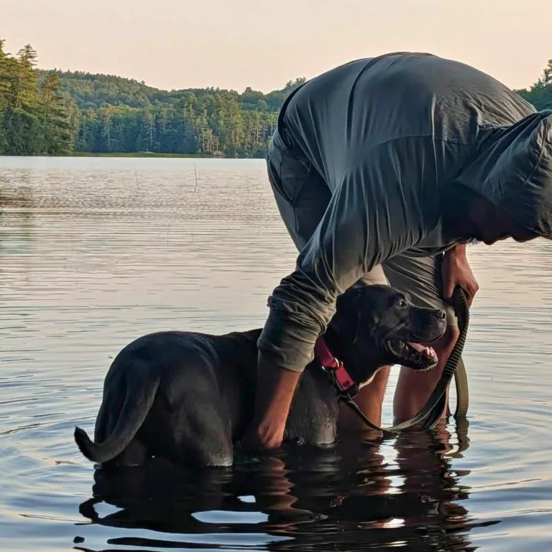 An adult large-sized male Black Mixed Breed dog named Micah for adoption in South Portland, ME