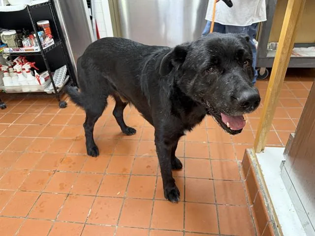 An adult large-sized male Newfoundland Dog dog named Rex for adoption in Camarillo, CA
