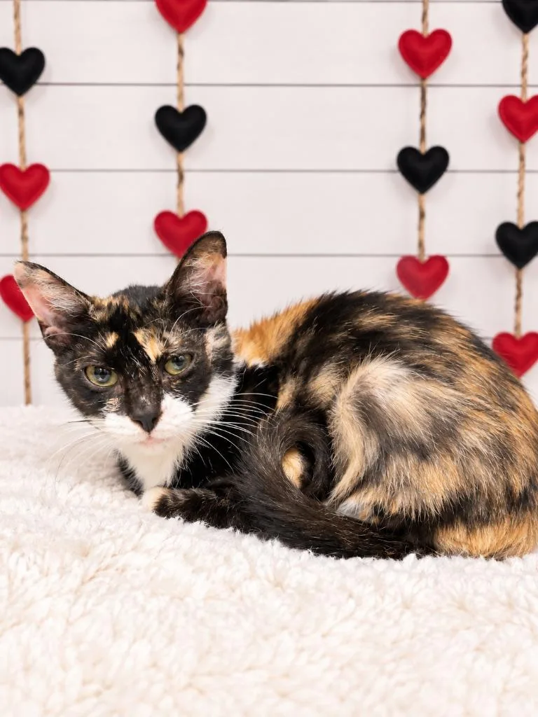 A young small-sized female Domestic Short Hair cat named Ruby Thursday for adoption in Corpus Christi, TX