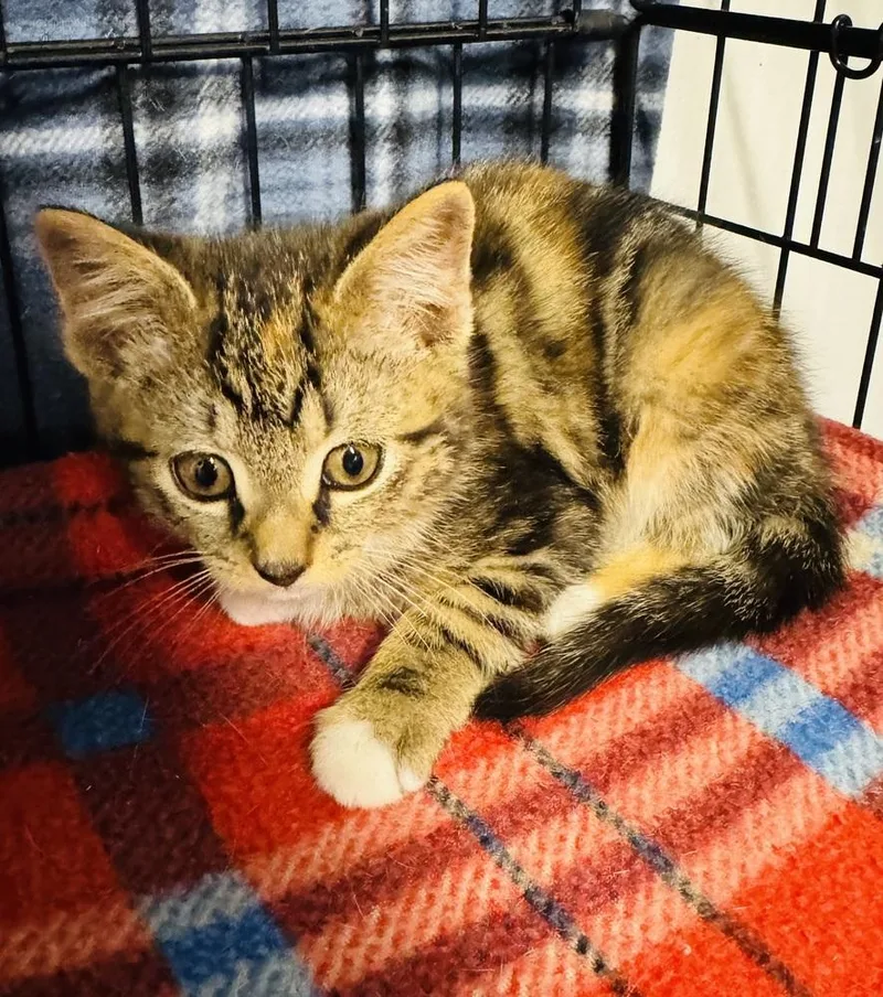 A baby small-sized female Black & White / Tuxedo Domestic Short Hair cat named Gold for adoption in Jackson, GA