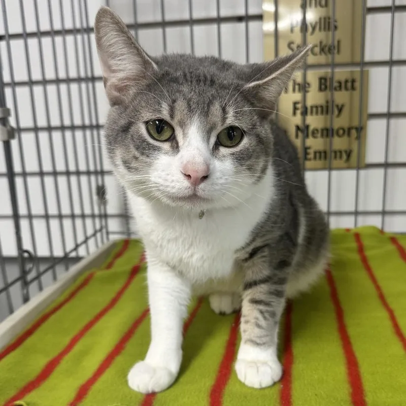 An adult medium-sized male Gray / Blue / Silver Domestic Short Hair cat named Recon LR for adoption in Union, MO