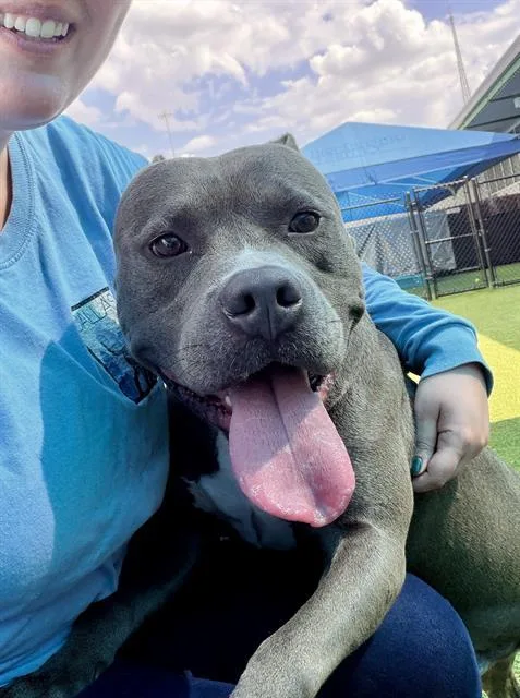 A young medium-sized male Mixed Breed dog named Kane for adoption in Dallas, TX