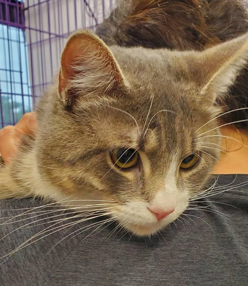 A young medium-sized male Domestic Short Hair cat named River for adoption in Denham Springs, LA