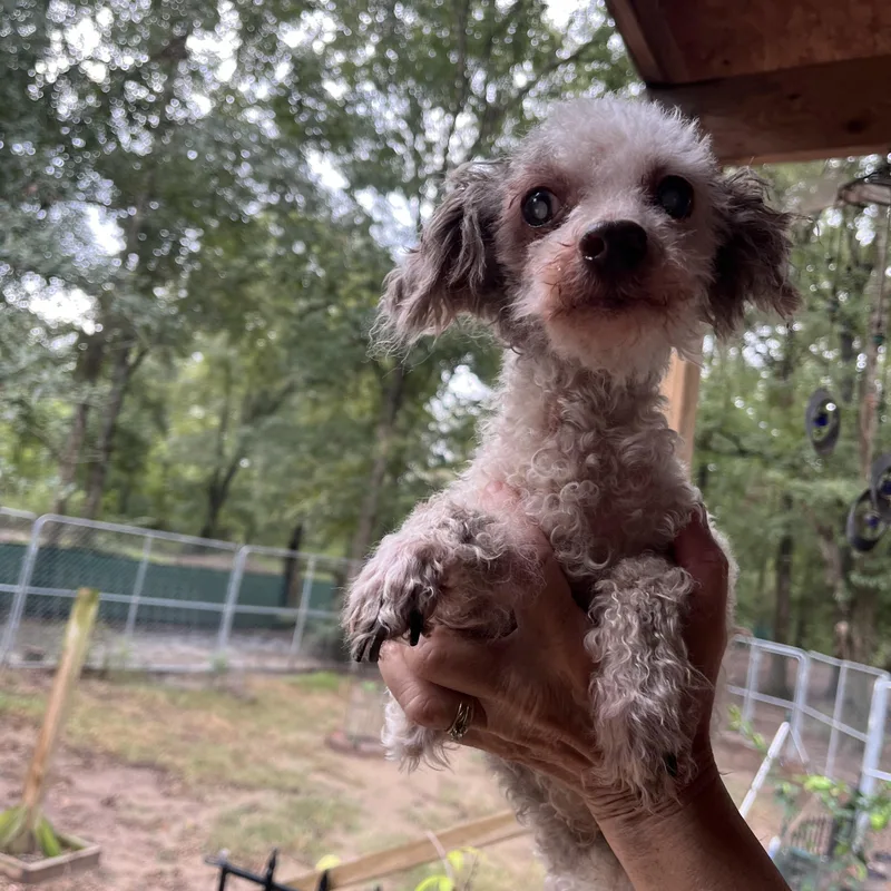 A senior small-sized male White / Cream Miniature Poodle dog named Louie TX for adoption in Bryan, TX