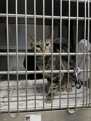 A baby medium-sized female Domestic Short Hair cat named Tiger $ for adoption in Seneca, SC