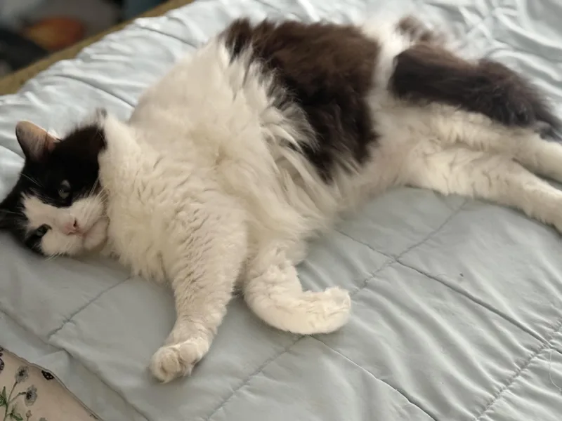 An adult large-sized female Black & White / Tuxedo Domestic Long Hair cat named Kitkit for adoption in Columbia, SC
