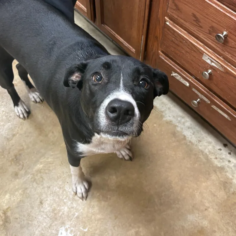 An adult medium-sized female Black Labrador Retriever dog named Shelly  U for adoption in Tupelo, MS