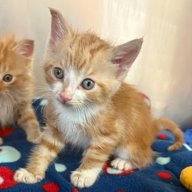 A baby small-sized male Orange / Red Domestic Long Hair cat named Gassosa for adoption in North Branford, CT