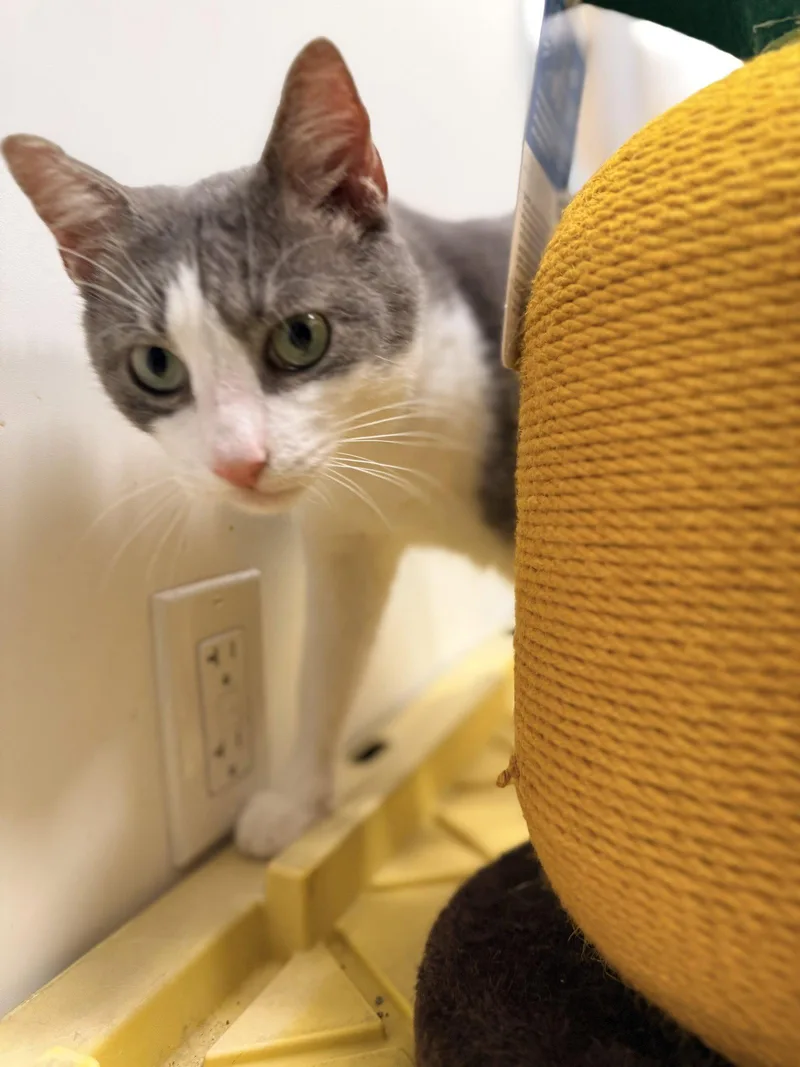An adult medium-sized male Gray & White Domestic Short Hair cat named Big BoySimba for adoption in Saint Cloud, FL