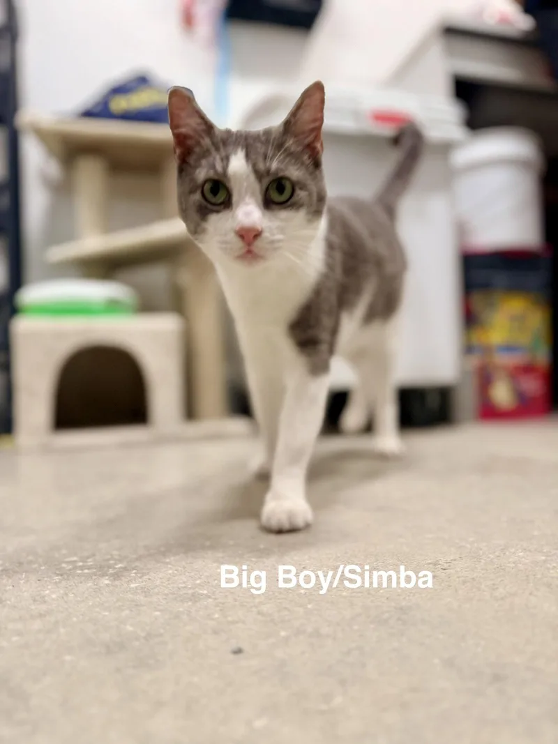 Big BoySimba thumbnail 2