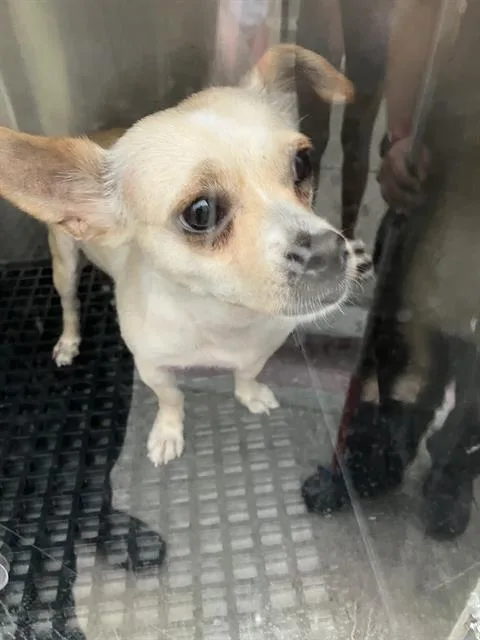 An adult medium-sized female Chihuahua dog named Marcia for adoption in Dallas, TX