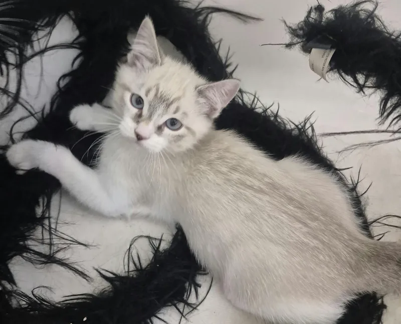 A baby small-sized male Gray & White Siamese cat named Blizzard for adoption in Hollister, CA