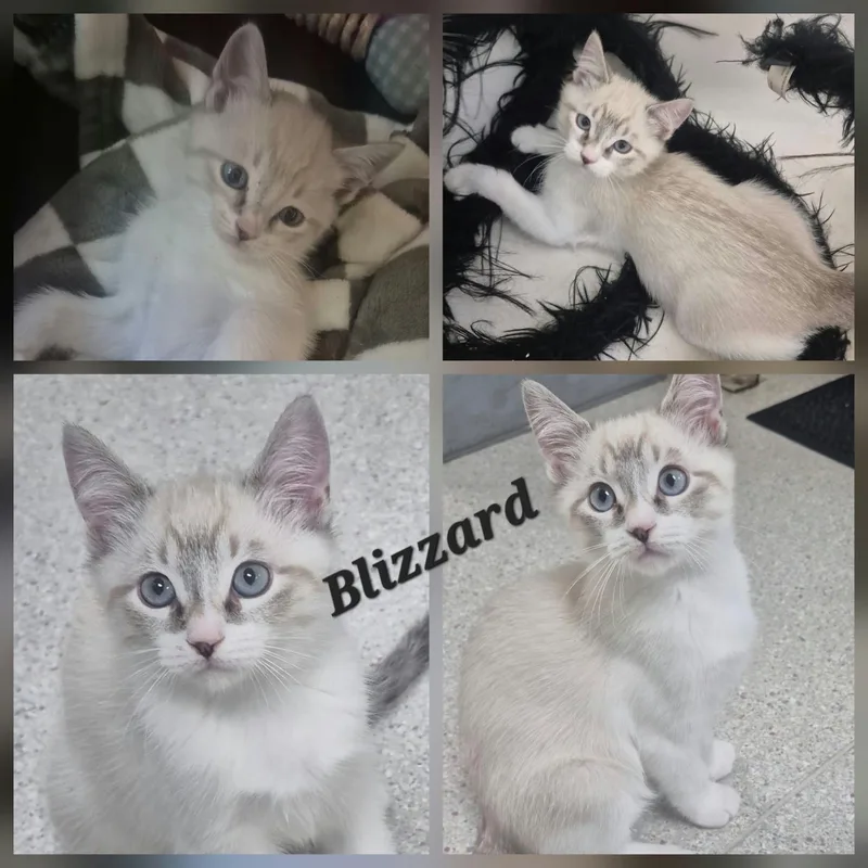 Blizzard thumbnail 5