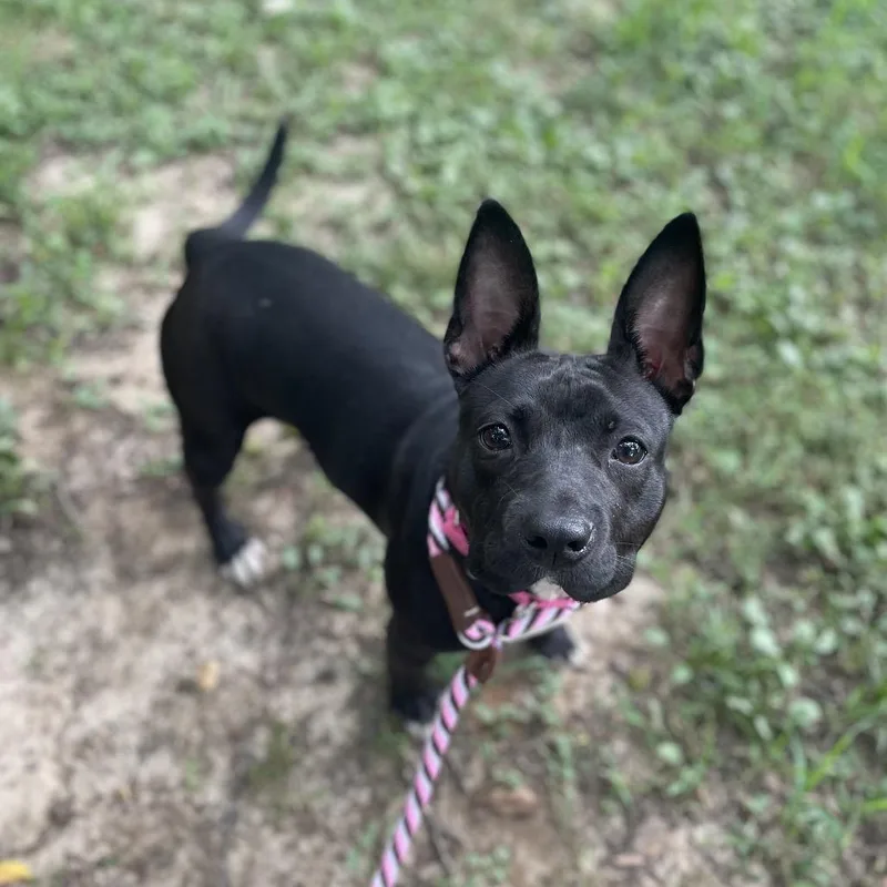 An adult medium-sized female Black Mixed Breed dog named Stellaluna for adoption in Edwardsville, IL