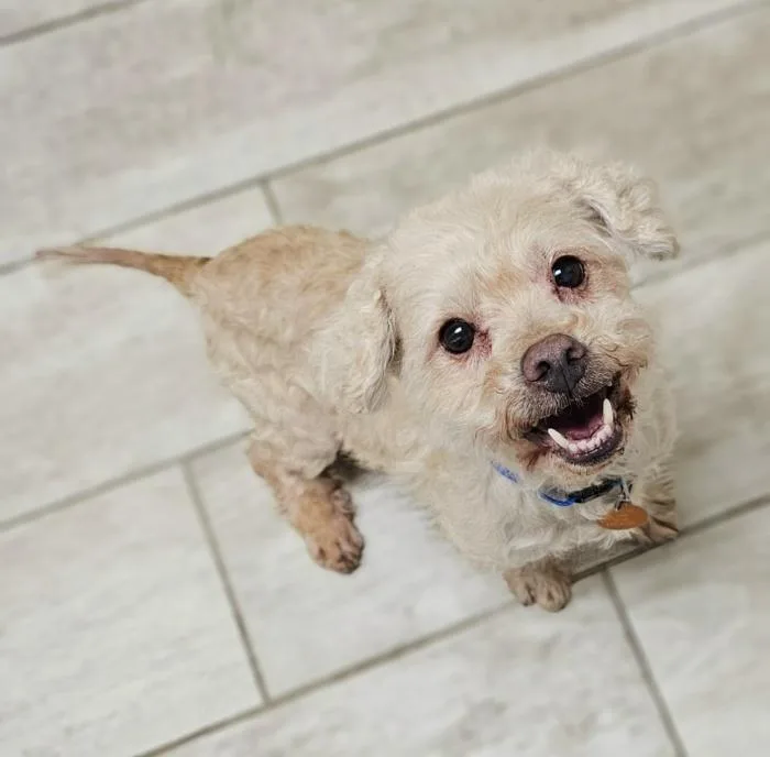 An adult small-sized male Apricot / Beige Poodle dog named Tofu for adoption in Fenton, MI