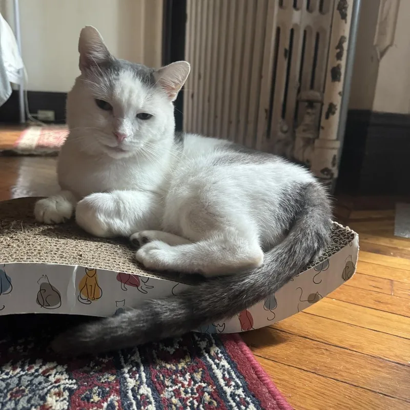 Montirius thumbnail 2