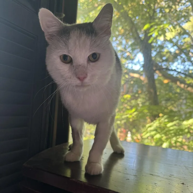 Montirius thumbnail 3