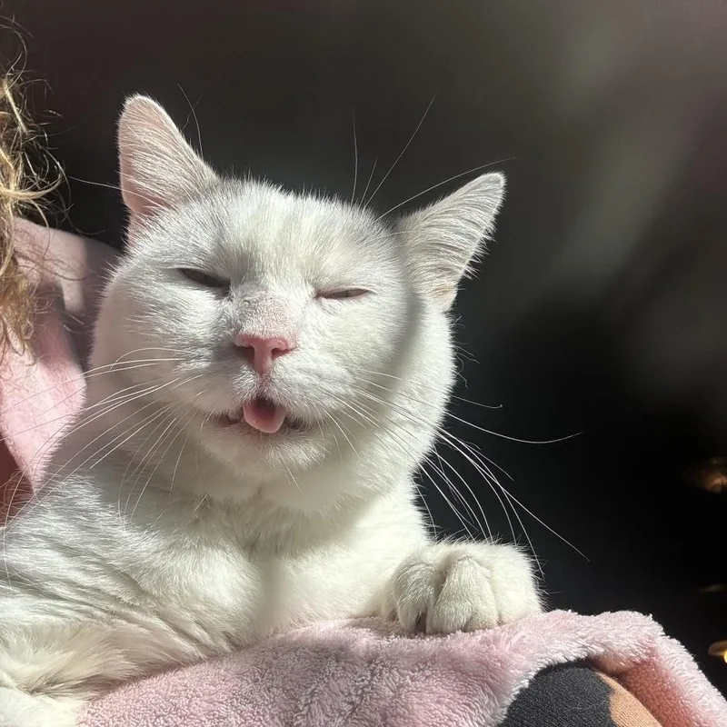 Montirius thumbnail 4