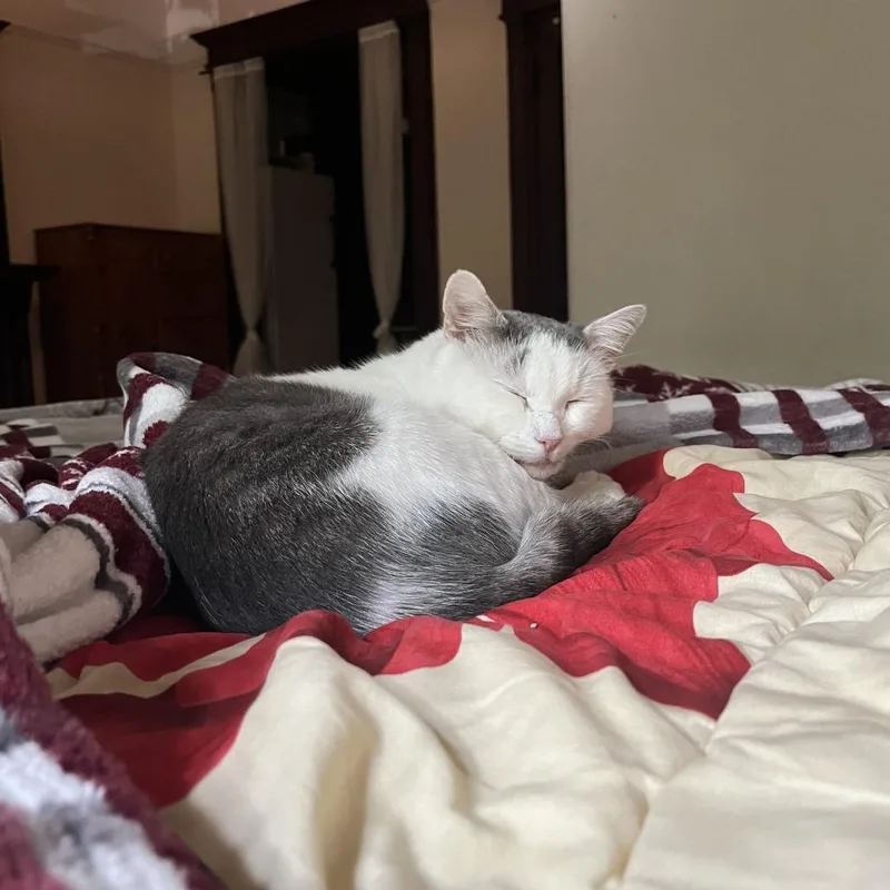 Montirius thumbnail 5