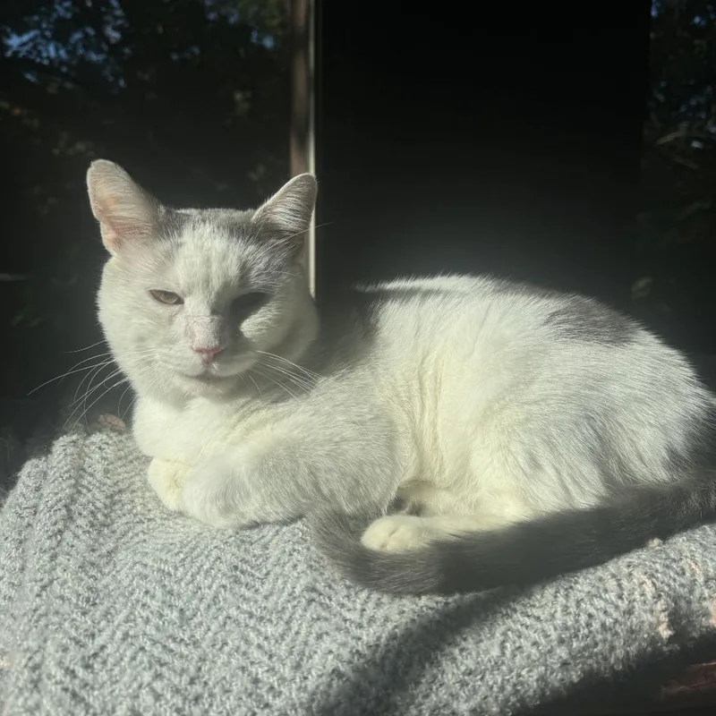 Montirius thumbnail 6