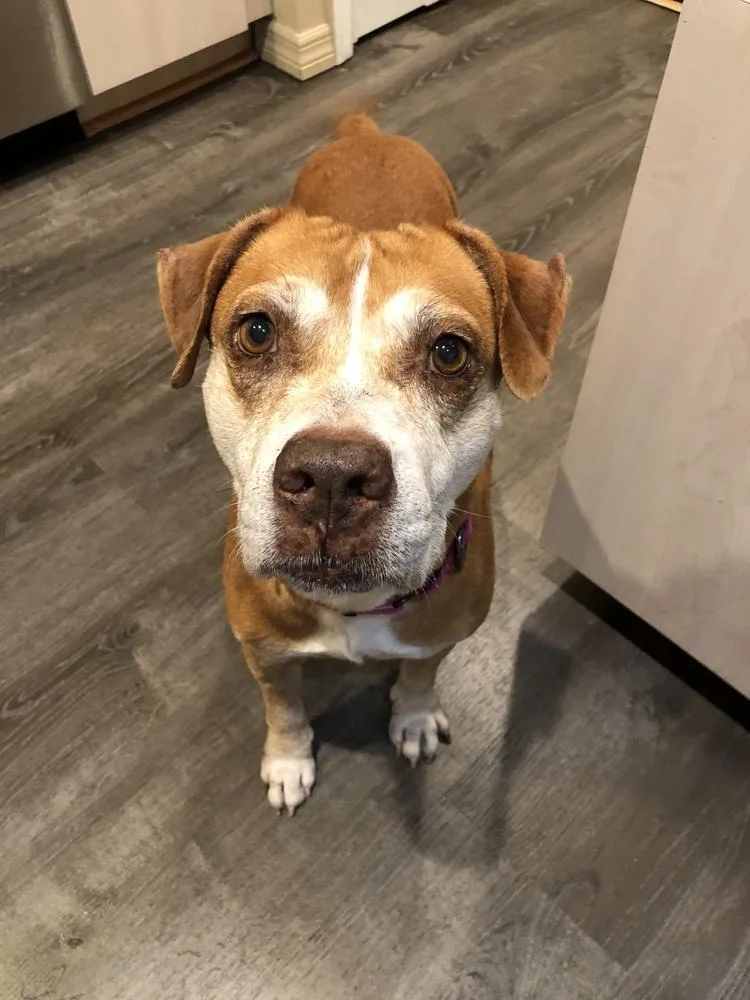 A senior medium-sized female Pit Bull Terrier dog named Tweety for adoption in West Palm Beach, FL