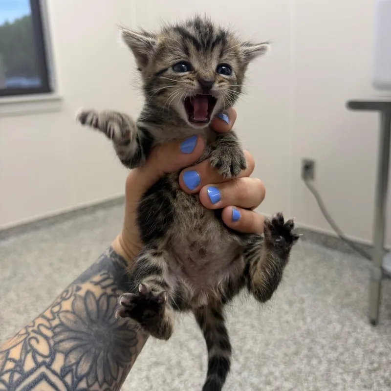 A baby small-sized female Brown / Chocolate Domestic Short Hair cat named Salmon for adoption in Morganton, NC