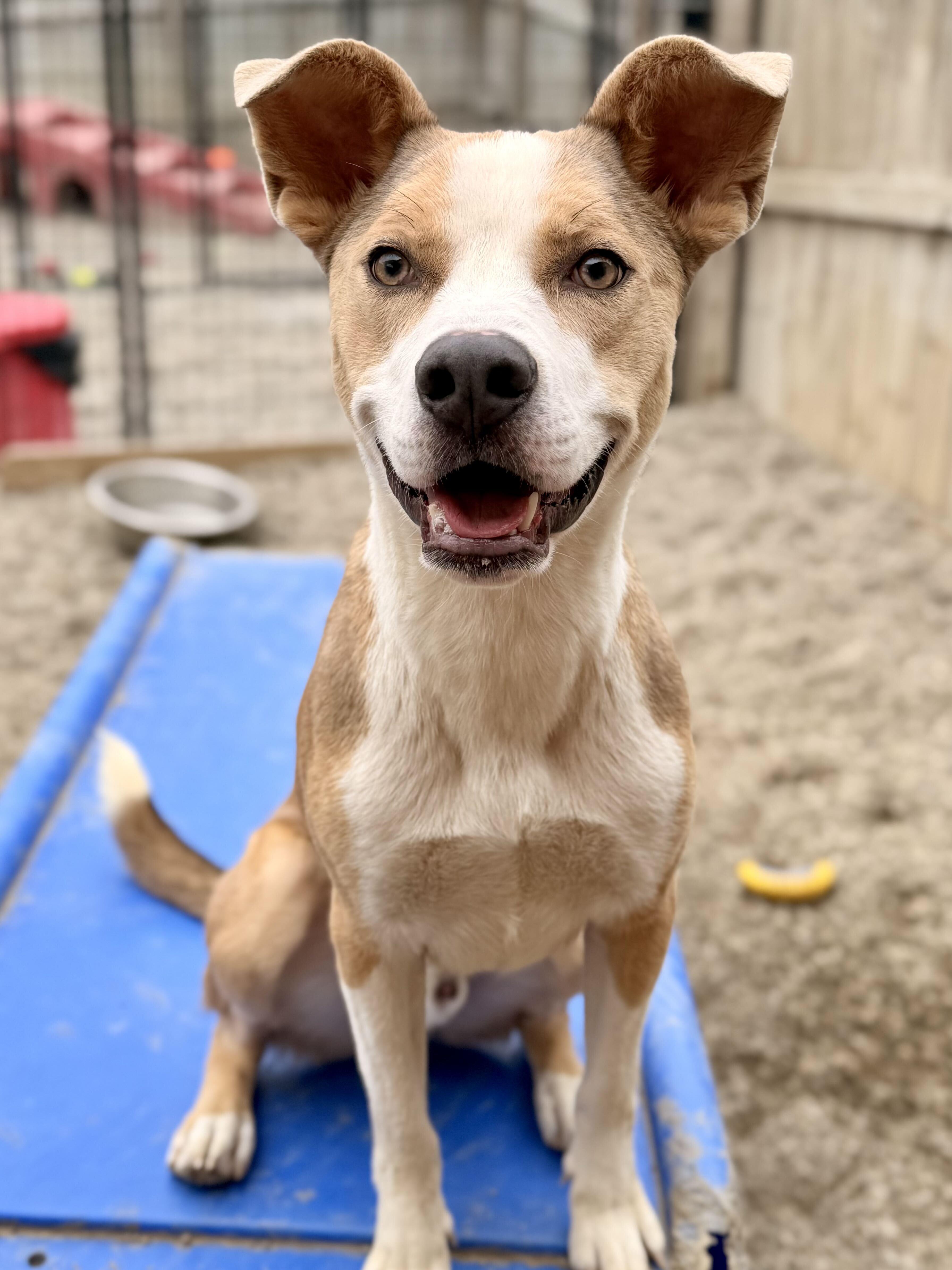 A young medium-sized male Basenji dog named Ky for adoption in Indianapolis, IN