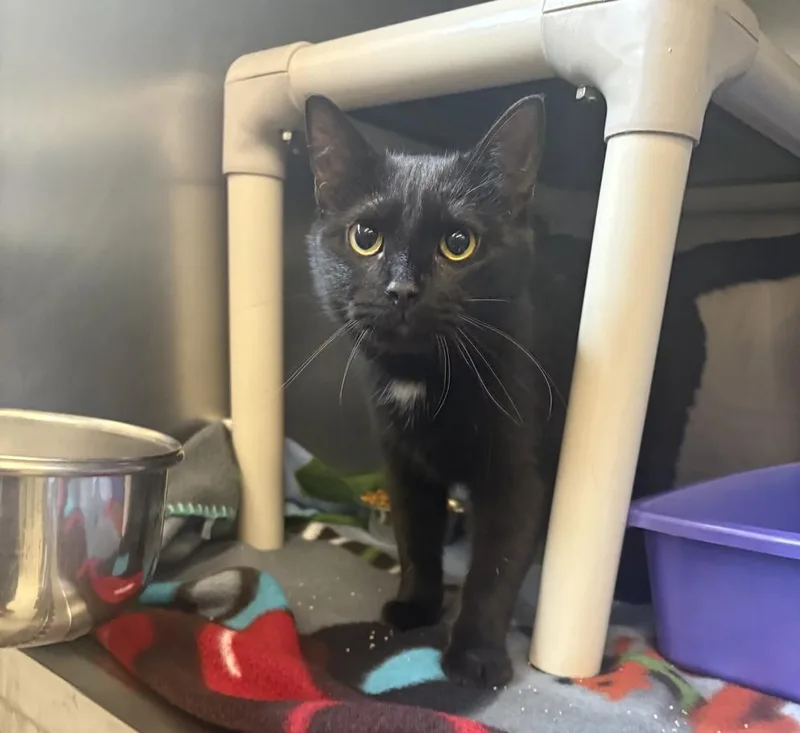 A young small-sized female Black & White / Tuxedo Domestic Short Hair cat named Dottie for adoption in Bowling Green, OH