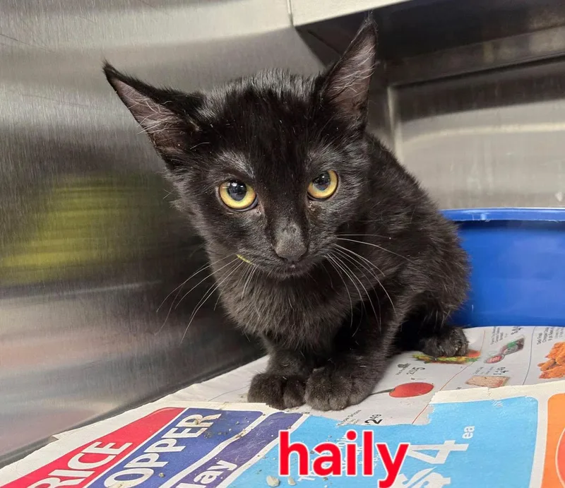 A baby medium-sized female Black Domestic Short Hair cat named Haily for adoption in Kansas City, KS