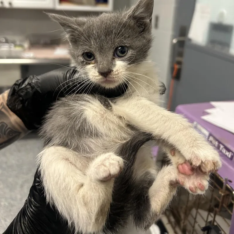 A baby small-sized female Domestic Medium Hair cat named Cornsilk for adoption in Greenville, SC