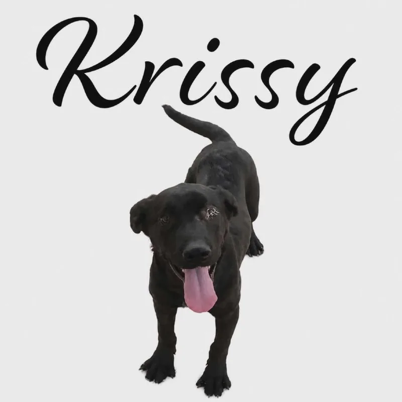 A baby medium-sized female Australian Cattle Dog / Blue Heeler dog named Krissy for adoption in Parker, CO