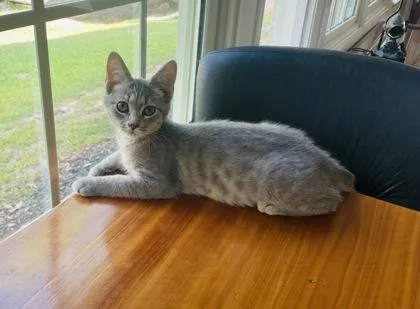 A baby small-sized female Domestic Short Hair cat named Talley $ for adoption in Seneca, SC