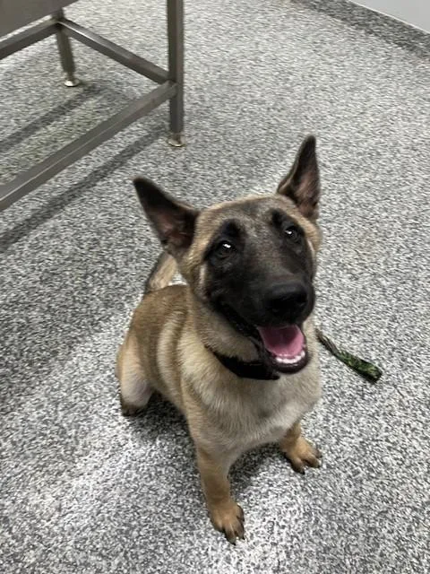 A baby medium-sized male Belgian Shepherd / Malinois dog named Manchester for adoption in Mustang, OK