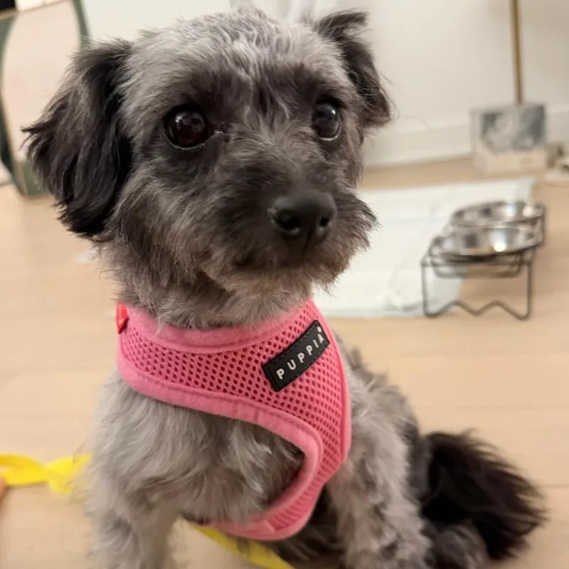 A young small-sized female Gray / Blue / Silver Yorkshire Terrier dog named Ciarra for adoption in Staten Island, NY