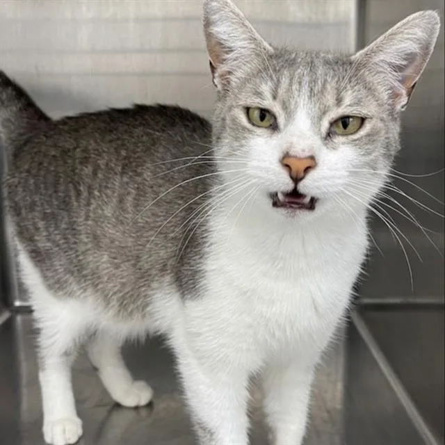 A young small-sized female Domestic Short Hair cat named Dutchess for adoption in Centerville, MA