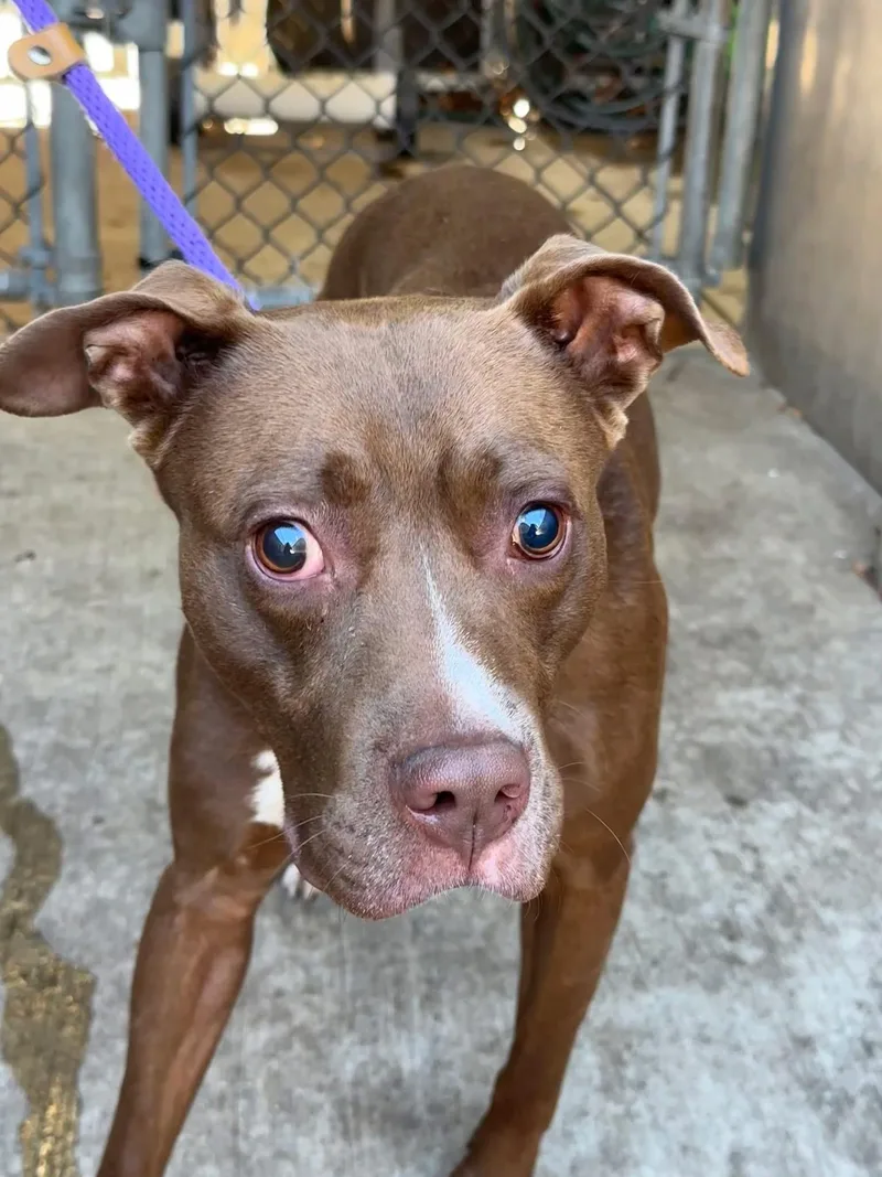 An adult medium-sized male Brown / Chocolate Pit Bull Terrier dog named Puzzle for adoption in Chicago, IL