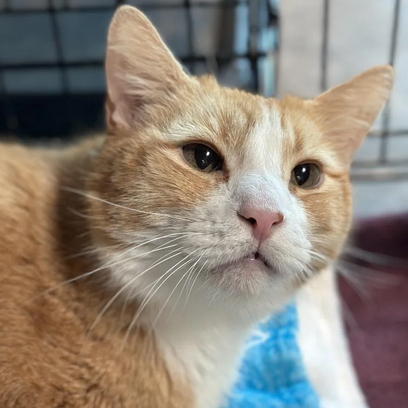 A senior extra large-sized male Orange / Red Domestic Short Hair cat named Shark for adoption in Matteson, IL